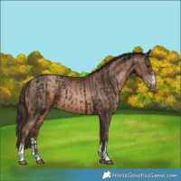 Horse Color:Brown and Brown Pearl