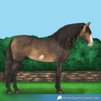 Horse Color:Buckskin Frame 