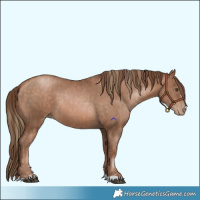 Horse Color:Liver Chestnut Pearl  and Brown Pearl 