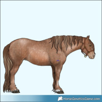 Horse Color:Liver Chestnut Pearl and Brown Pearl