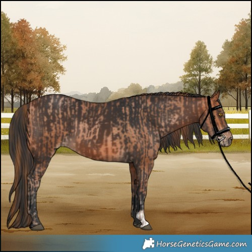 Horse Color:Bay Pearl and Bay