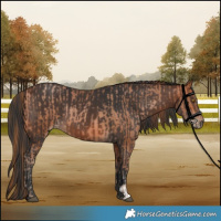 Horse Color:Bay Pearl  and Bay 