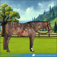 Horse Color:Bay Pearl  and Bay 