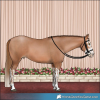 Horse Color:Bay Pearl and Bay Pearl Splash