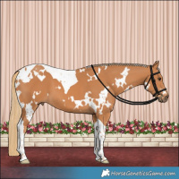Horse Color:White Spotted Chestnut Tobiano 