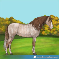 Horse Color:Liver Red Roan Pearl and Liver Red Roan Pearl Splash