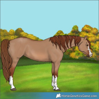 Horse Color:Red Dun 