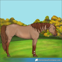 Horse Color:Red Dun 