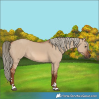 Horse Color:Red Dun 