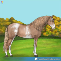 Horse Color:Liver Chestnut Pearl  and White Spotted Liver Chestnut Pearl 