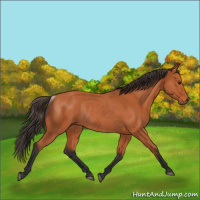 Horse Color:Bay Rabicano 