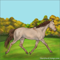 Horse Color:Red Dun 