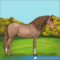 Horse Color:Liver Chestnut Pearl and Black Pearl