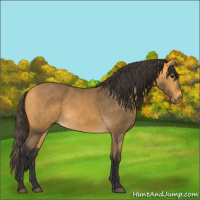 Horse Color:Buckskin 