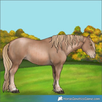 Horse Color:Liver Chestnut Pearl  and Liver Chestnut Pearl Rabicano 