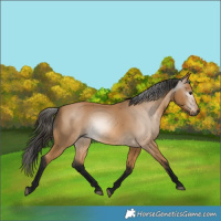 Horse Color:Gray Buckskin 
