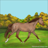 Horse Color:Red Dun 