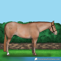 Horse Color:Bay Pearl and Bay Pearl