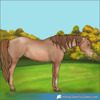 Horse Color:Liver Chestnut Pearl  and Liver Chestnut Pearl Rabicano 