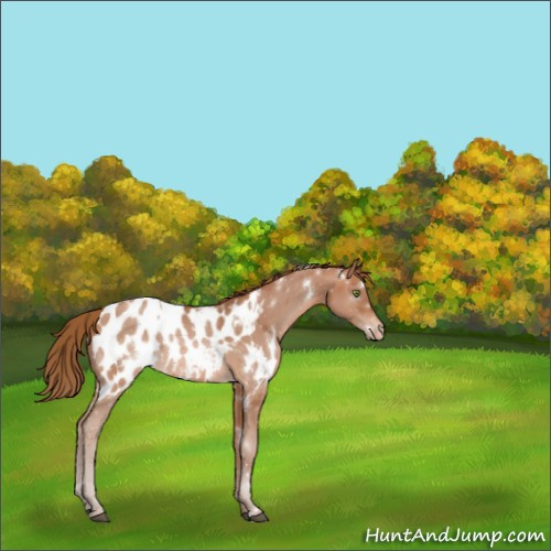 Horse Color:White Spotted Brown Pearl Appaloosa 
