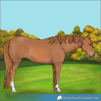 Horse Color:Chestnut 