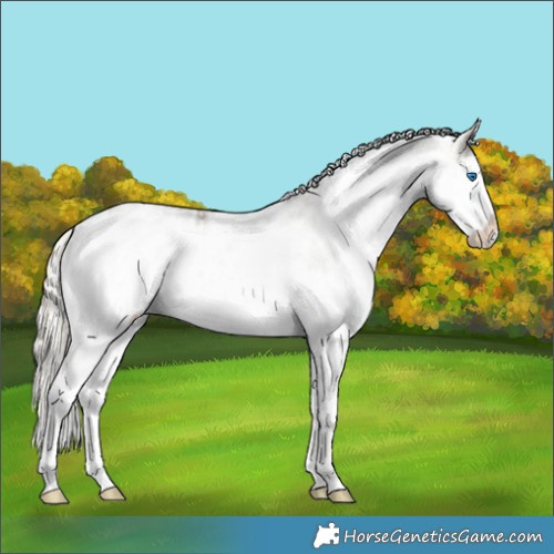 Horse Color:White Spotted Silver Smoky Black Splash Appaloosa 