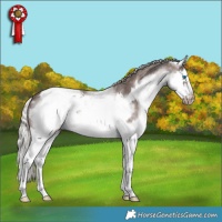 Horse Color:White Spotted Silver Black Splash Frame Appaloosa 