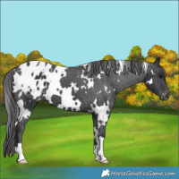 Horse Color:White Spotted Black Blanket 