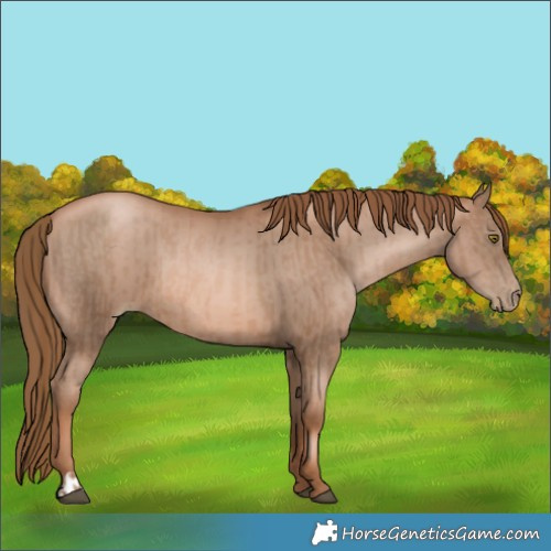 Horse Color:Liver Chestnut Pearl  and Liver Chestnut Pearl 