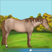 Horse Color:Liver Chestnut Pearl  and Liver Chestnut Pearl 