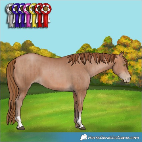 Horse Color:Bay Pearl  and Bay Pearl 