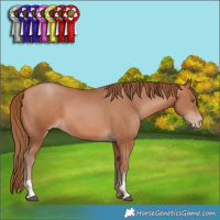 Horse Color:Bay Pearl  and Bay Pearl 