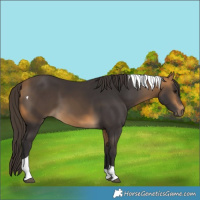 Horse Color:Buckskin Tobiano 