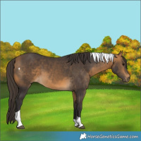Horse Color:Buckskin Tobiano 