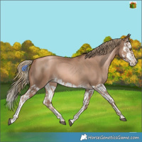Horse Color:Liver Chestnut Pearl  and Liver Chestnut Pearl Splash 