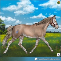 Horse Color:Liver Chestnut Pearl  and Liver Chestnut Pearl Splash 