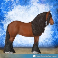 Horse Color:Bay Sabino Rabicano  and Bay Sabino Rabicano 