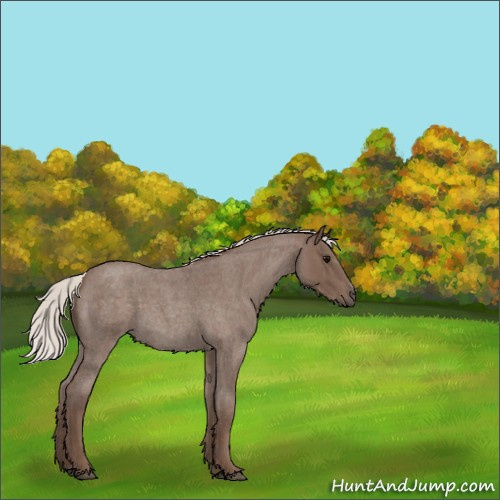 Horse Color:Silver Blue Roan Sabino 