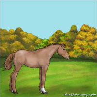 Horse Color:Black Pearl  and Black Pearl 