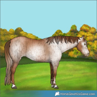 Horse Color:Gray Liver Chestnut Pearl Rabicano  and Gray Chestnut Pearl Rabicano 
