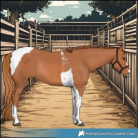 Horse Color:Chestnut Tobiano Rabicano 