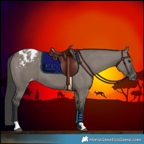 Horse Color:Grullo Appaloosa 