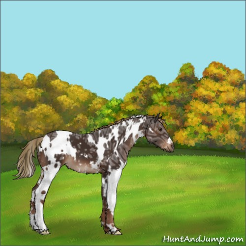 Horse Color:White Spotted Liver Chestnut Ice 