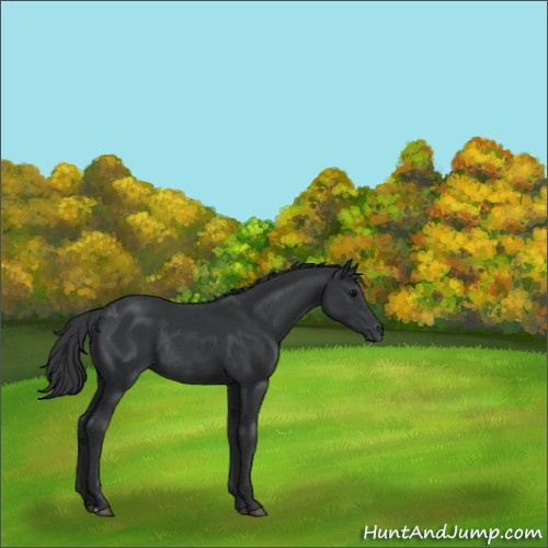 Horse Color:Black Rabicano 