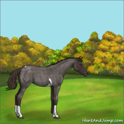 Horse Color:Liver Red Roan Tobiano 