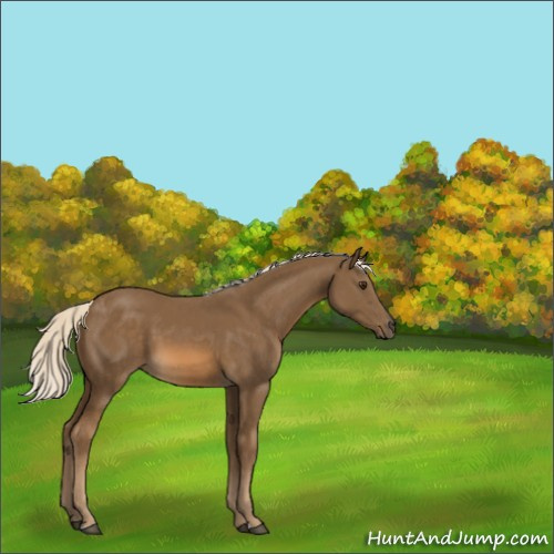 Horse Color:Chocolate Palomino 