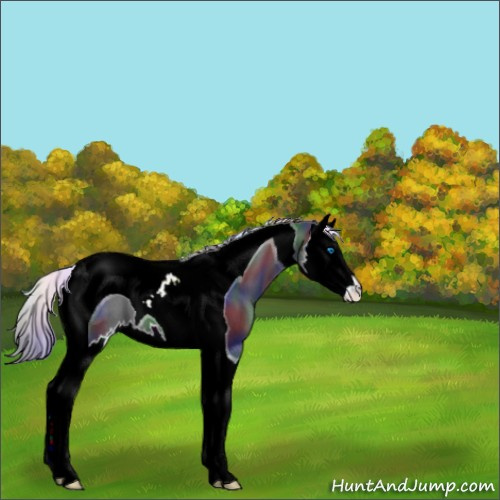 Horse Color:Nacre Black Splash Tobiano 