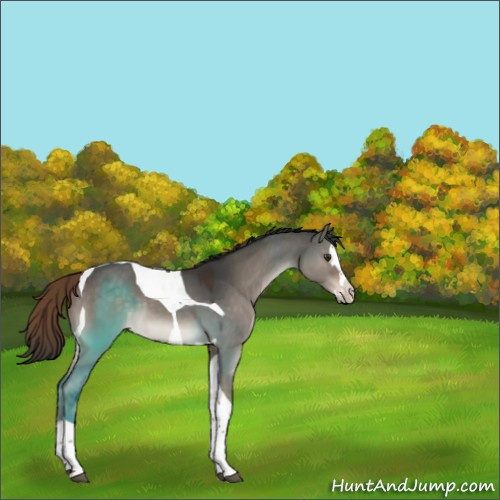 Horse Color:Liver Red Dun Splash Tobiano Rabicano 