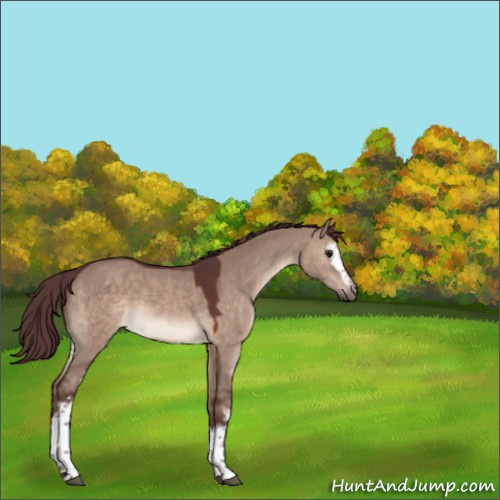 Horse Color:White Spotted Chocolate Brown Dun 