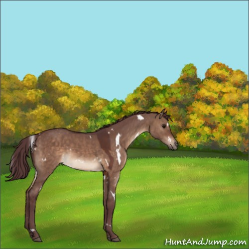Horse Color:Unknown 